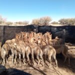 JUZGADO AMBIENTAL: SE RESCATARON 41 VICUÑAS DE UN CRIADERO DE RODERO TRAS UNA ORDEN JUDICIAL
